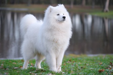 Samoyed dog