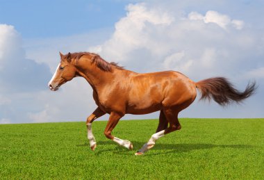 Sorrel trakehner stallion clipart