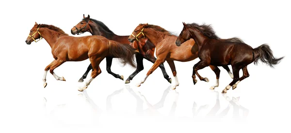 Herd gallops — Stock Photo, Image