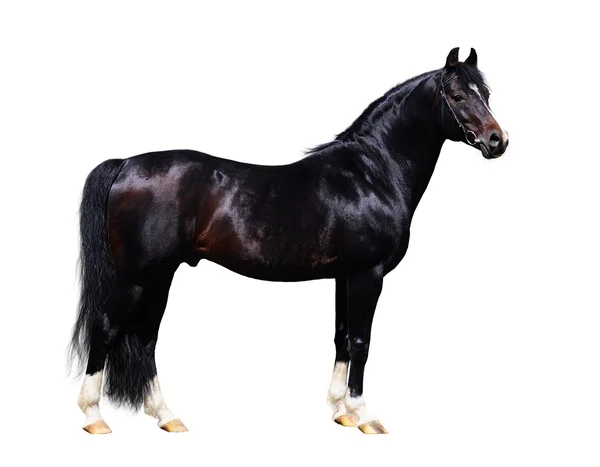 Чёрный жеребец-трахнер - форма лошади — стоковое фото