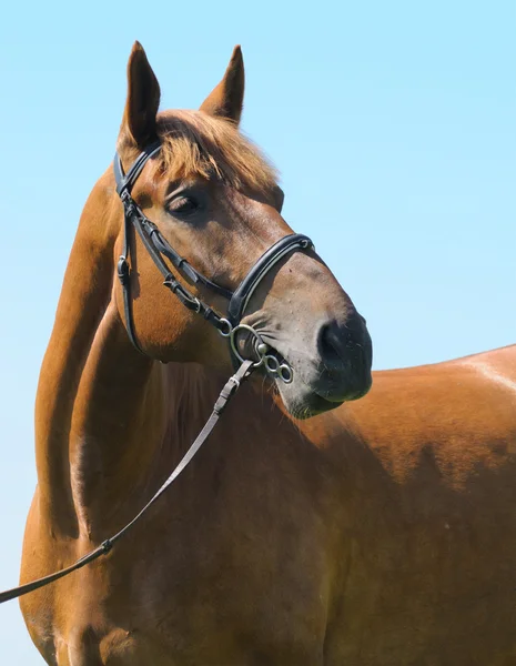 Cavalo baía — Fotografia de Stock