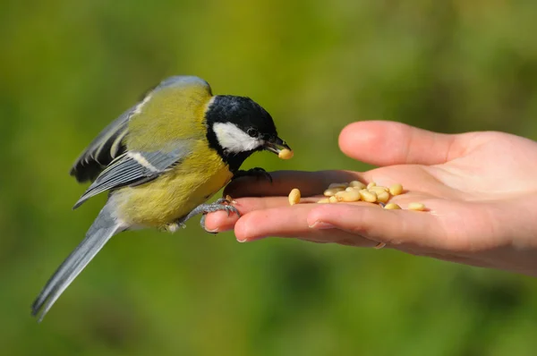 Titmouse in the hand — Stock Photo, Image
