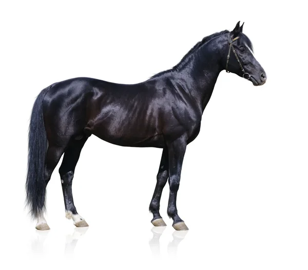 Trakehner μαύρο stallion — Φωτογραφία Αρχείου