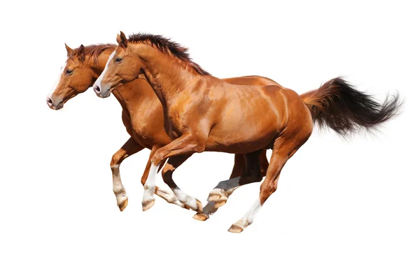 Dos caballos de acedera —  Fotos de Stock