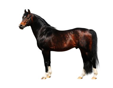 Trakehner stallion clipart