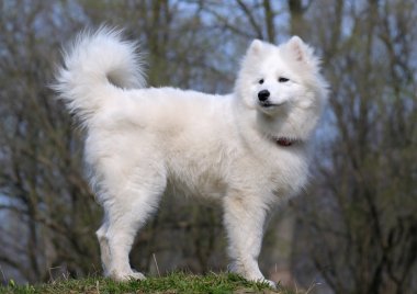 Samoyed dog