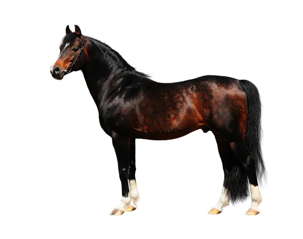 Trakehner stallion — Stock Photo, Image