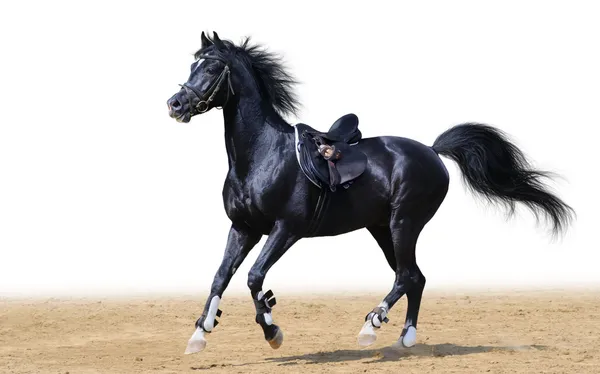 黑色阿拉伯种马 — 图库照片