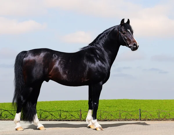 Black trakehner stallion — Stock Photo, Image