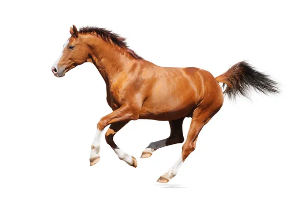 Cavalo de galope - garanhão de arrasto-azeda — Fotografia de Stock