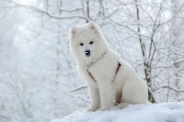 Samoyed dog