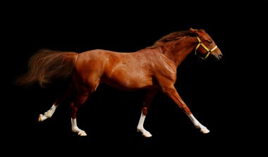Sorrel horse gallops - isolated on black clipart