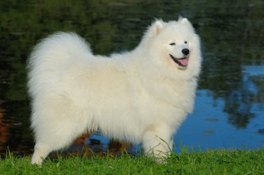 Samoyed dog