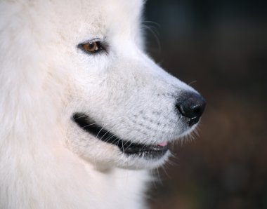 Samoyed dog