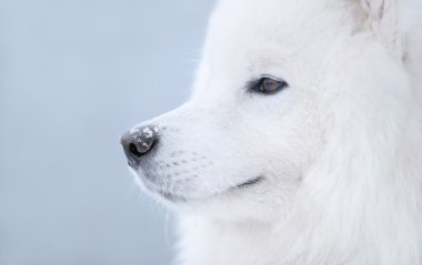 Samoyed dog