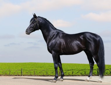 trakehner siyah aygır