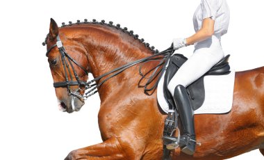 Dressage - bay horse clipart
