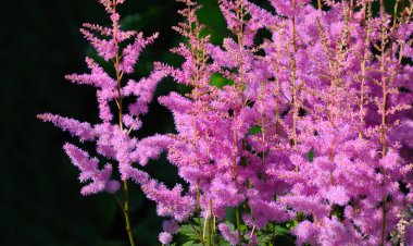 Pink astilbe Arendsii clipart