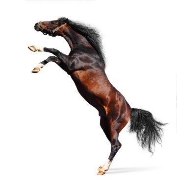 Arabian horse rears