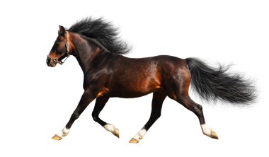 Arabian stallion trots clipart