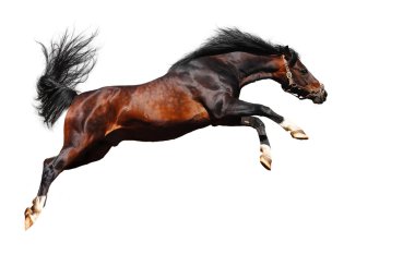 Arabian horse jumps clipart