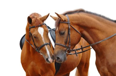 Two sorrel horses clipart