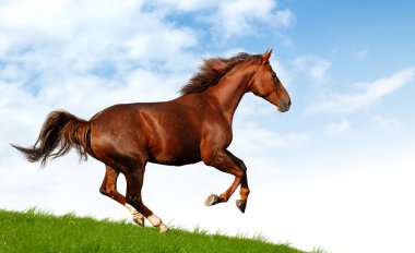 Sorrel mare gallops clipart