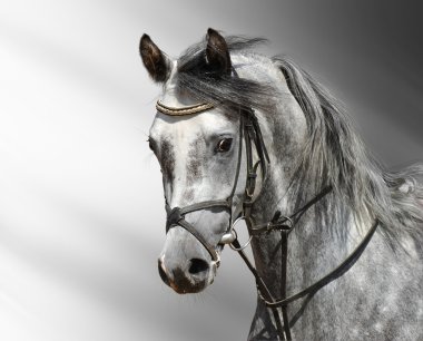 Arabian horse clipart