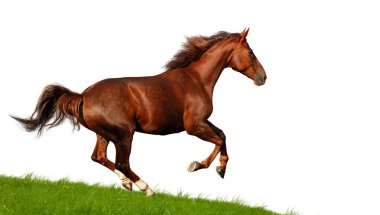 Sorrel mare gallops clipart