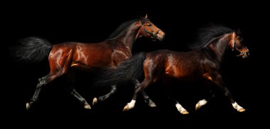 Two stallions trot clipart