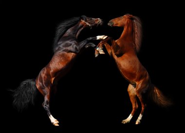 Battle of horses clipart