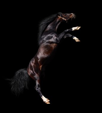 Arabian stallion rears clipart