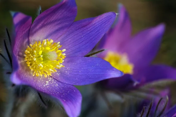 stock image Blue pasque-flower