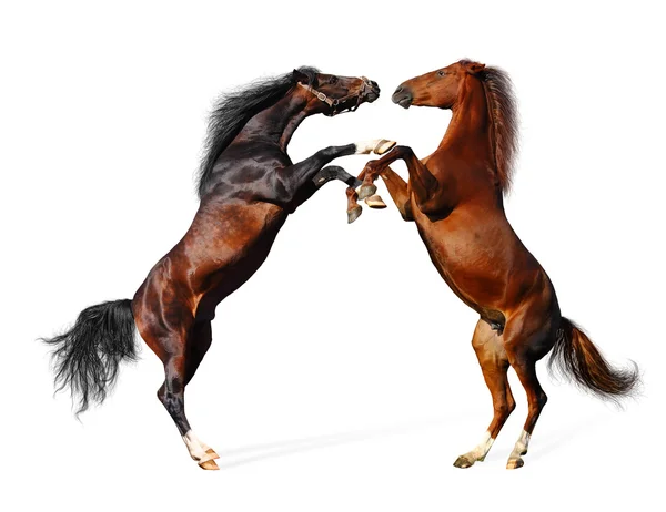 Csata lovak - elszigetelt fehér — Stock Fotó