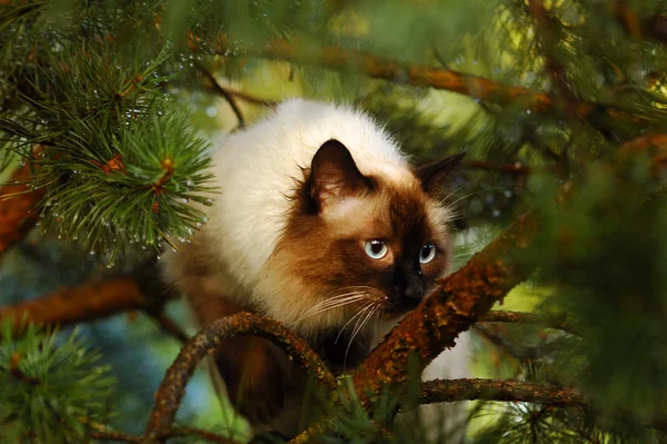 シベリア猫 — ストック写真