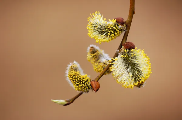 Blossoming bichano-salgueiro — Fotografia de Stock