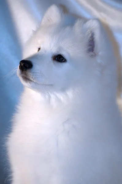 北のサモエド犬 - 雪の白の奇跡 — ストック写真