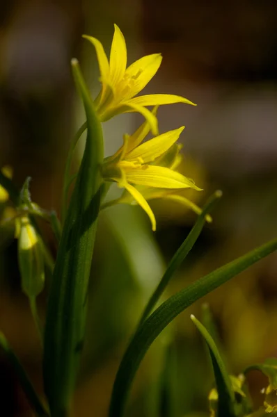 Жовті лілії — стокове фото