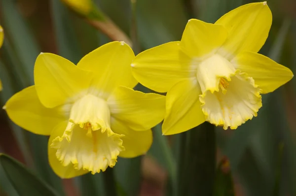 stock image Yellow narcissus