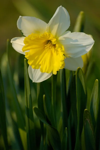 stock image Yellow narcissus