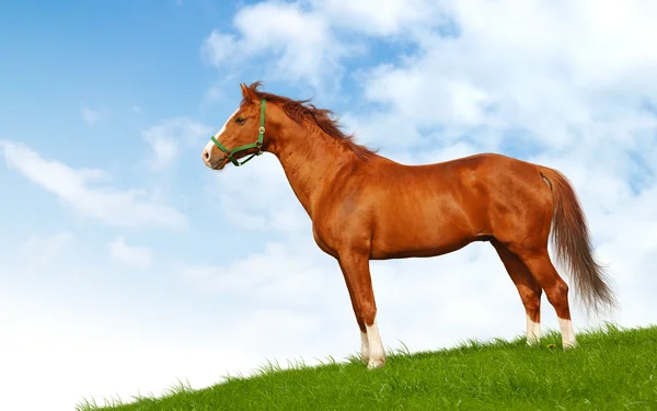 Sorrel stallion — Stock Photo, Image