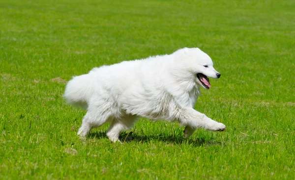 A Szamojéd kutya — Stock Fotó
