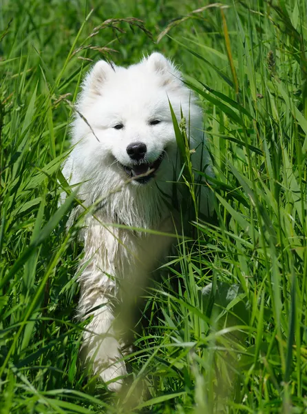 El perro samoyedo —  Fotos de Stock