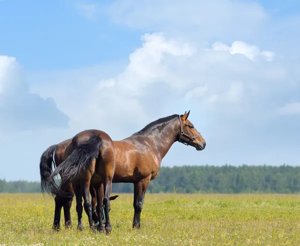 Dvě zátoky koně — Stock fotografie