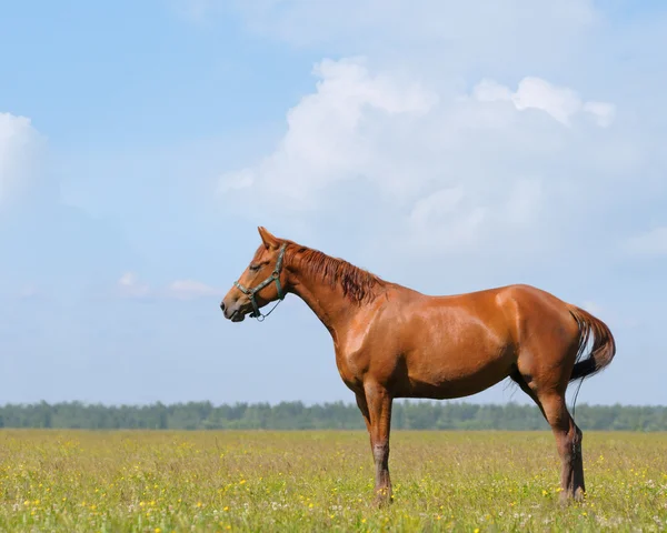 Il cavallo d'acetosa — Foto Stock