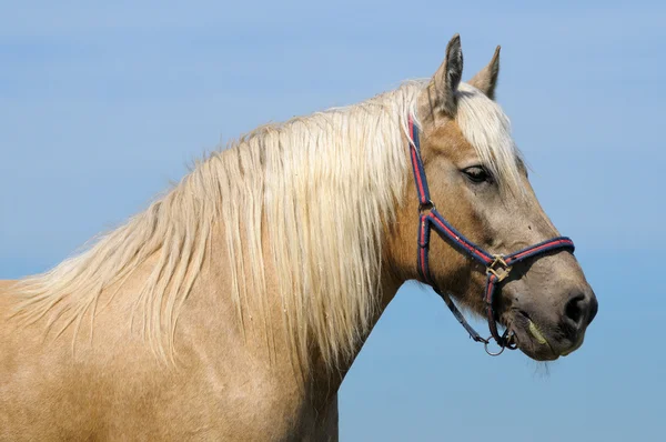 Kůň Palomino — Stock fotografie