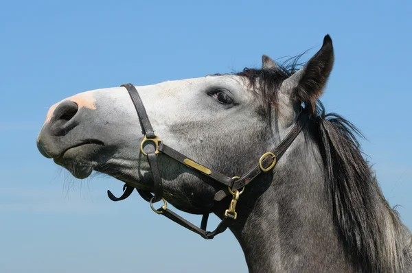 灰色的马 — 图库照片