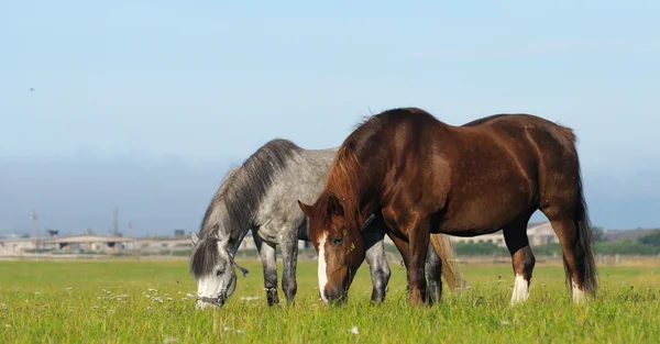 フィールドに 2 頭の馬 — ストック写真