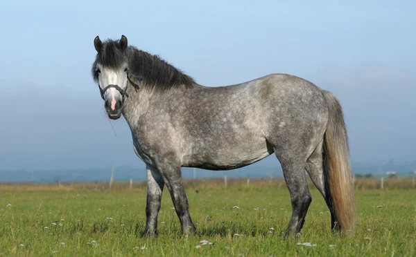 Dapple-Grey mare — Stockfoto