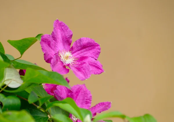 Pink clematis — Stock Photo, Image
